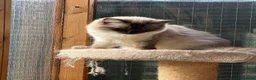 Ragdoll cats for sale: STUNNING SEAL POINT FEMALE RAGDOLL  - Advert 1