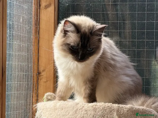 Ragdoll cats for sale: ❤️STUNNING SEAL POINT FEMALE RAGDOLL - Advert 3