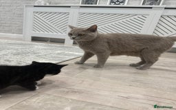 British Shorthair cats for sale: British shorthair kittens  - Image 5