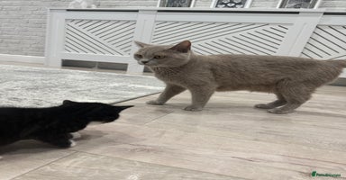 British Shorthair cats - Advert 6