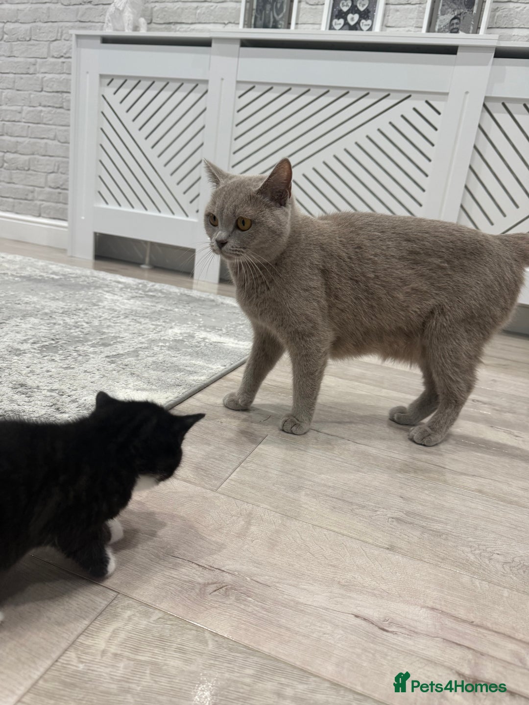 British Shorthair cats for sale: British shorthair kittens  - Image 5
