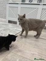 British Shorthair cats - Advert 1