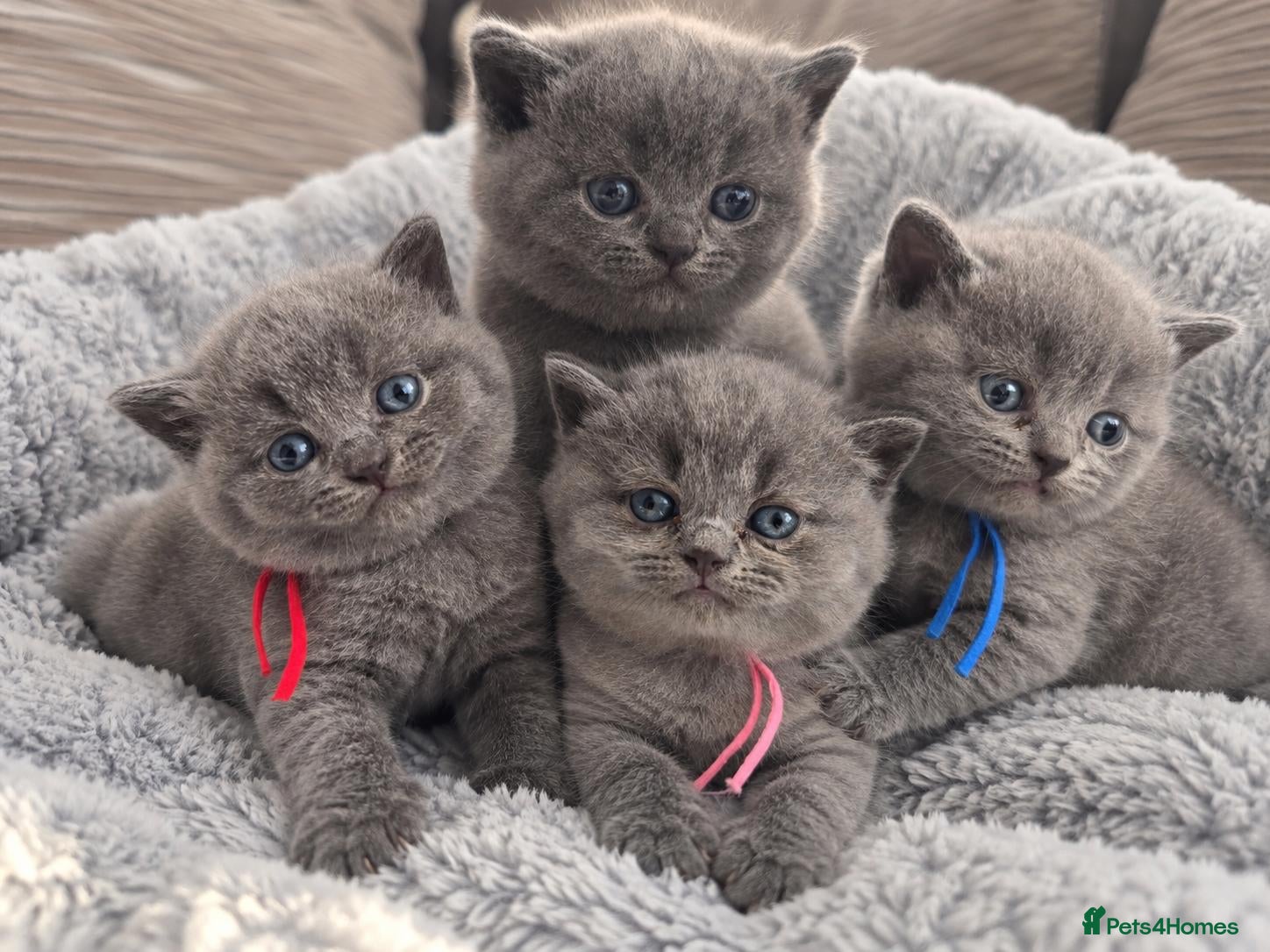 British Shorthair cats Stunning Full British Shorthair Kittens Available - Advert 4