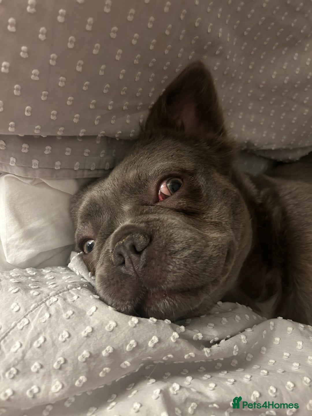 French Bulldog dogs for sale: MALE FRENCHIE LOOKING FOR NEW HOME - Image 10