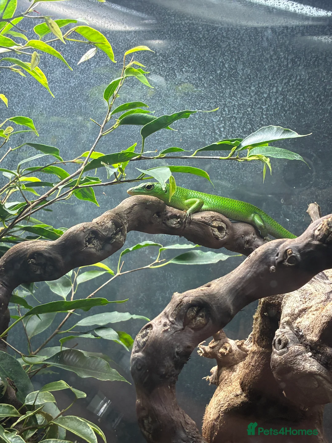 Skink reptiles for sale: Green tree skink + full enclosure for sale - Advert 4