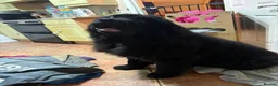 Newfoundland dogs for sale: KC Registered Black Newfoundland Puppies  in Moffat - Advert 6