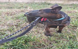 Mixed Breed dogs for adoption: 💖🐶 BUNIA 🐶💖 - Image 15