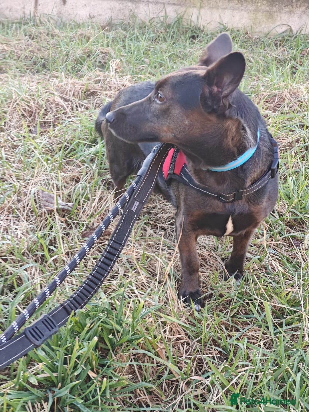 Mixed Breed dogs for adoption: 💖🐶 BUNIA 🐶💖 - Image 15