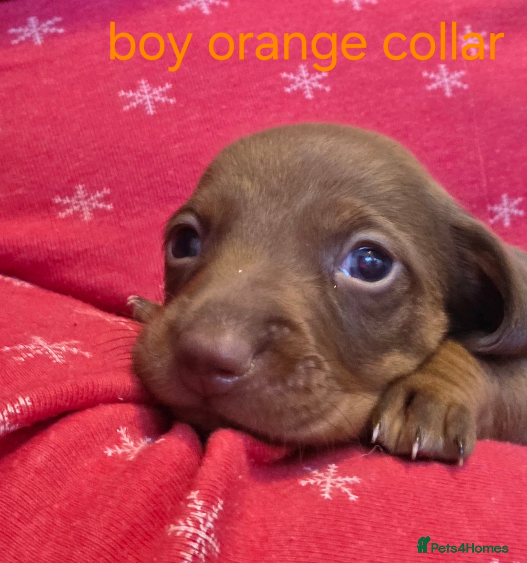 Dachshund dogs for sale: Dachshund  - Advert 26