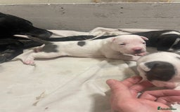 Mixed Breed dogs for sale: Staffordshire bull terrier cross - Advert 7