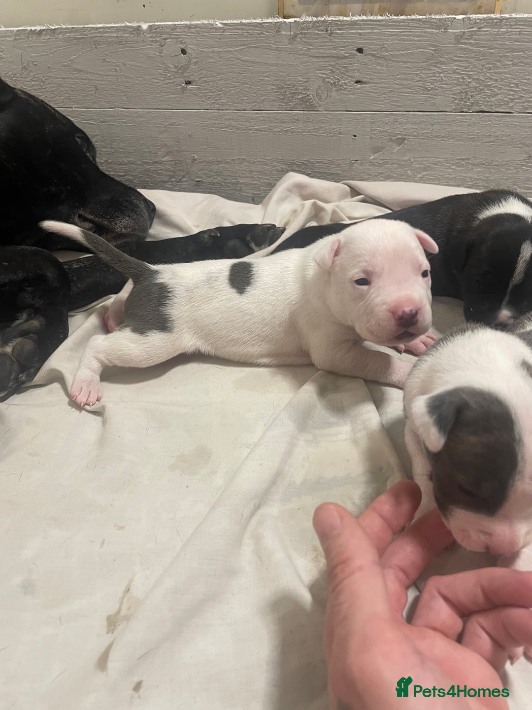 Mixed Breed dogs for sale: Staffordshire bull terrier cross - Advert 7