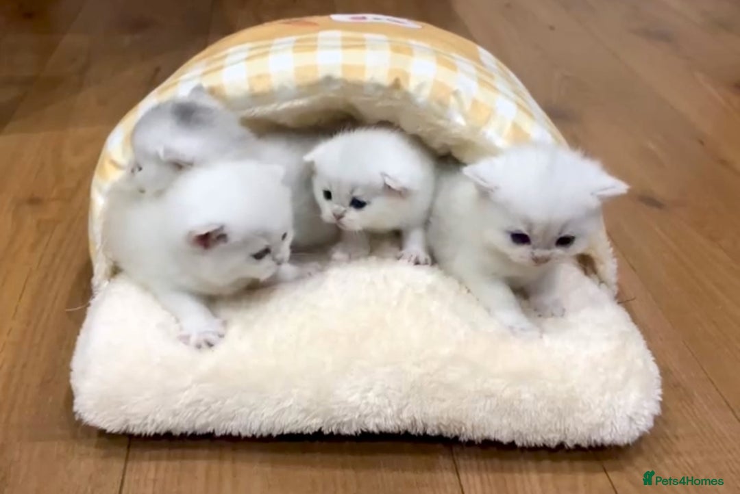 British Shorthair cats for stud: Pedigree White British Shorthair - Colourpoint BSH - Advert 4