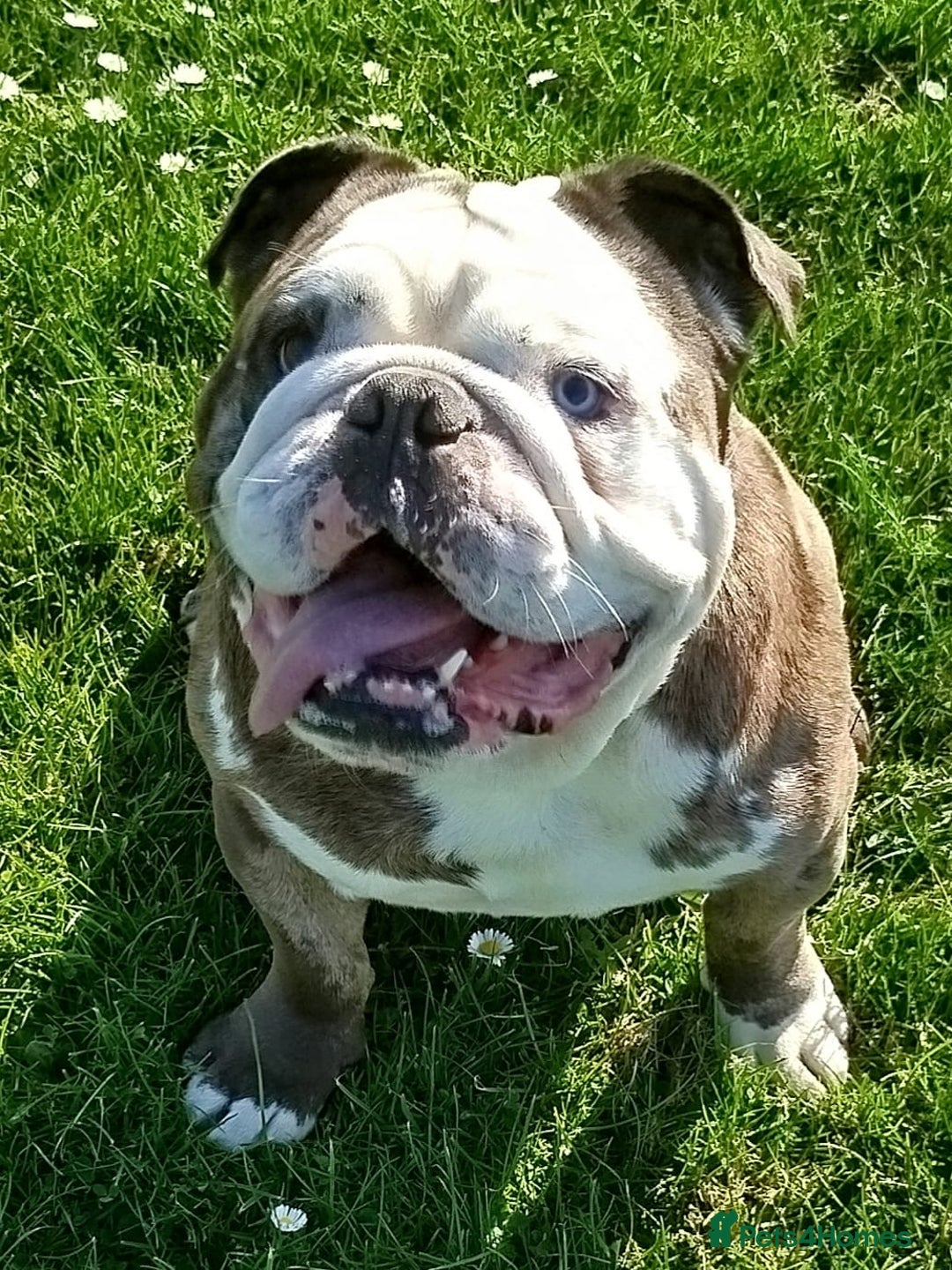 English Bulldog dogs for stud: Pure english bulldog stud - Advert 1