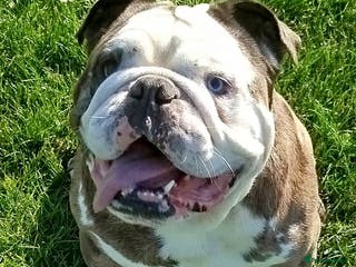 English Bulldog dogs Pure english bulldog stud - Advert 13
