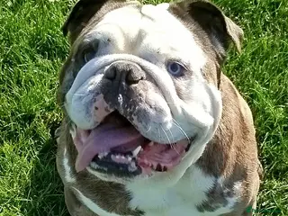 English Bulldog dogs Pure english bulldog stud - Advert 1