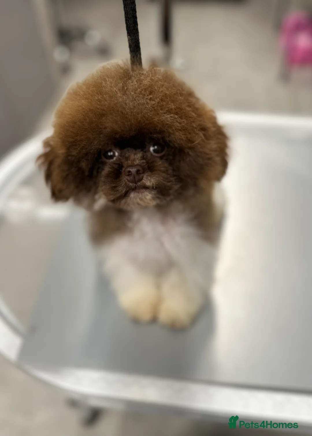 Toy Poodle dogs for stud: Asian toy poodle in Lanark - Advert 4