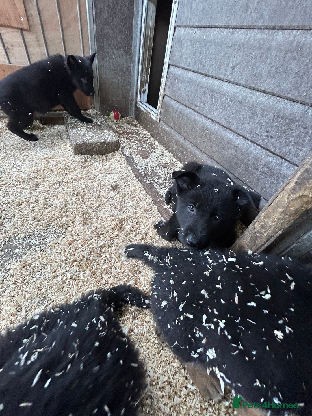 German Shepherd dogs for sale: German shepherd puppies  - Advert 28