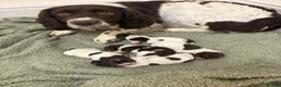 English Springer Spaniel dogs for sale: Springer Spaniel Pups  - Advert 8
