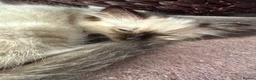 Ragdoll cats for sale: Ragdoll - Advert 8