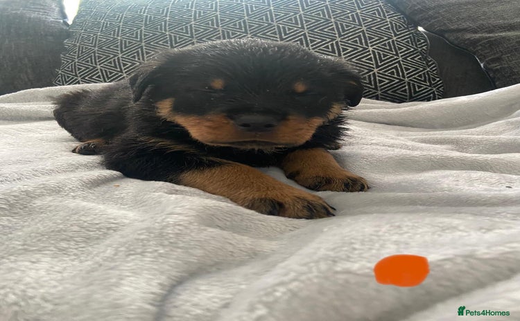Rottweiler dogs - Advert 7