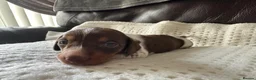 Dachshund dogs for sale: Male puppy pedigree dachshund in Newport - Advert 6
