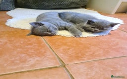 British Shorthair cats for sale: Both parents pedigrees- Dad 5x 🏆 3 boys 1 girl  - Image 15