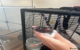 Rat rodents for sale: Baby rats - Image 6