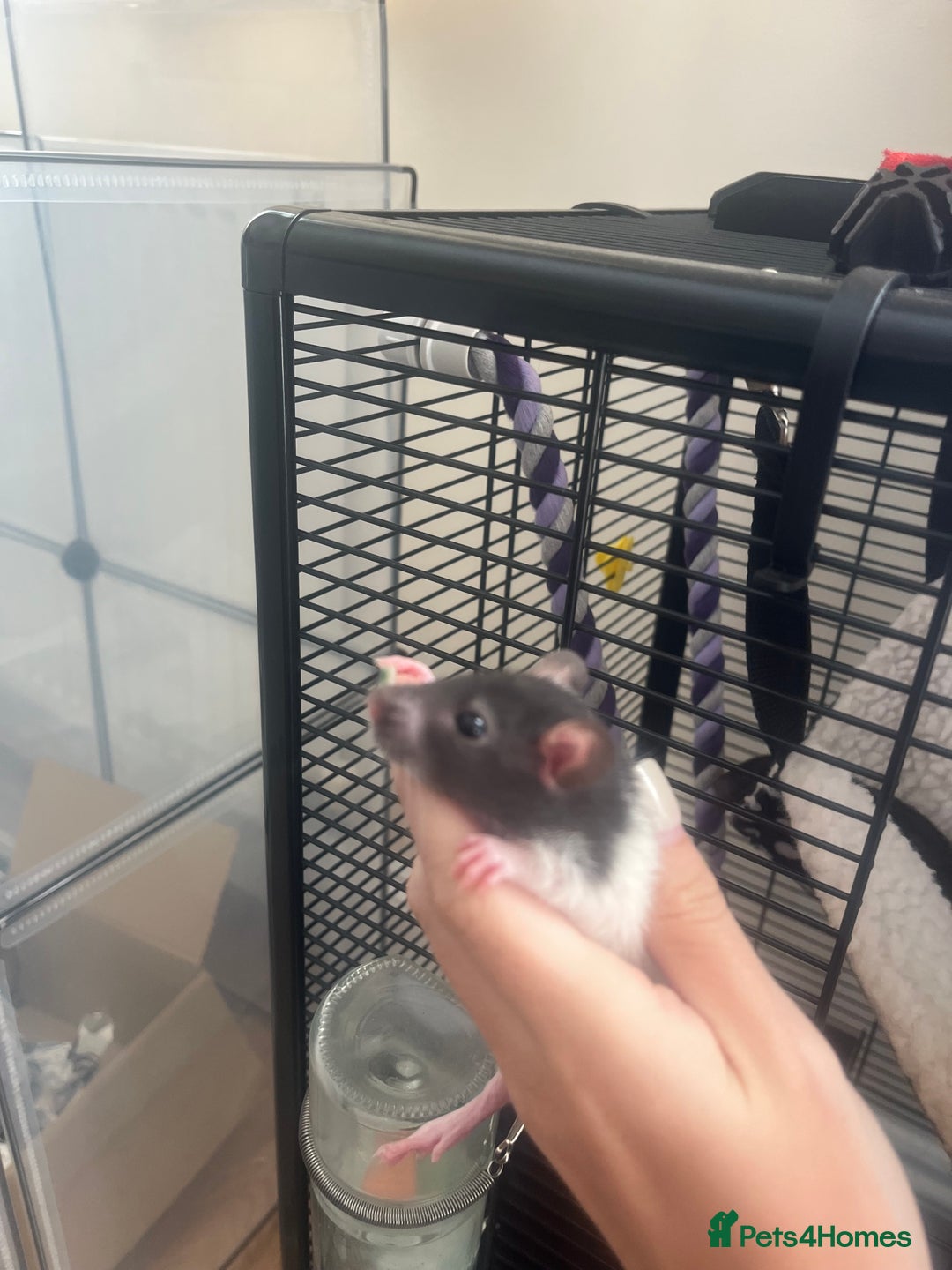 Rat rodents for sale: Baby rats - Image 6