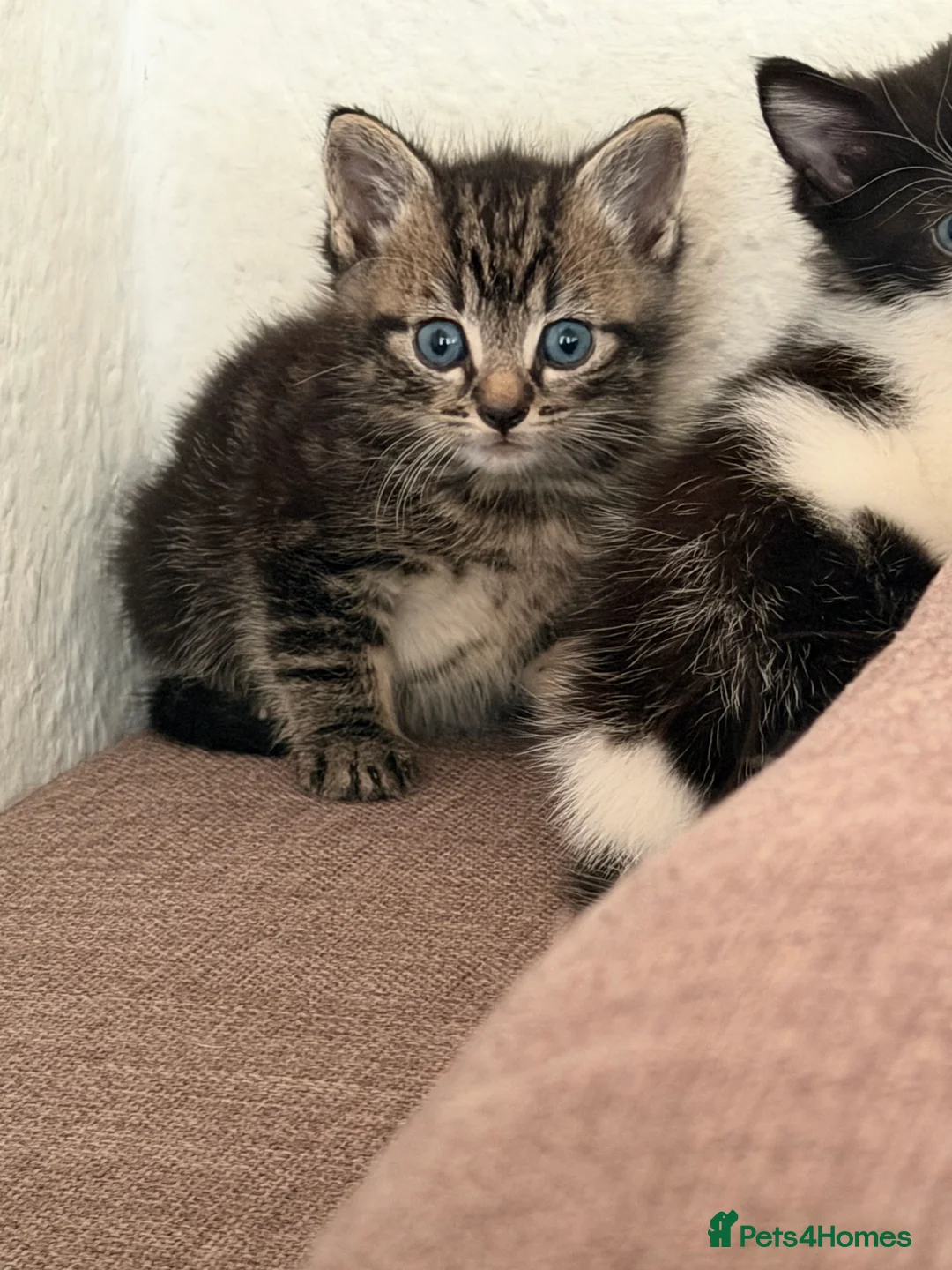 Mixed Breed cats for sale: Kittens for sale - Advert 2