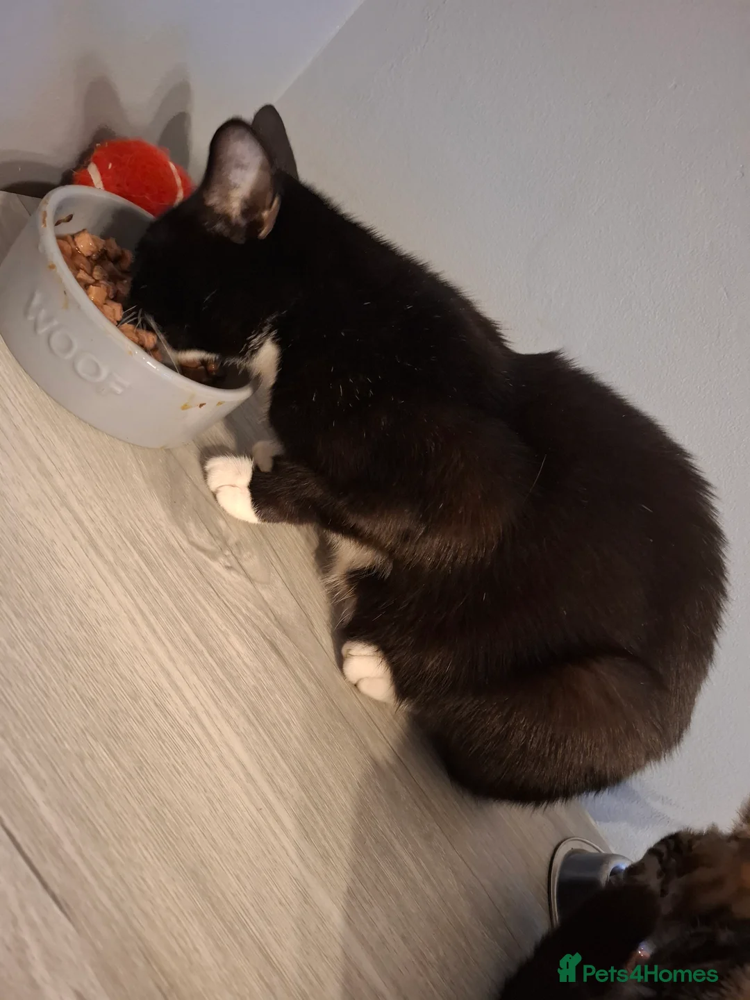 Mixed Breed cats for sale: 4 beautiful kittens - Advert 8