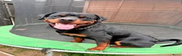 Rottweiler dogs for stud: ⭐️ Rottweiler stud ⭐️ - Advert 6