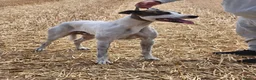 Lurcher dogs for stud: half cross bull greyhound - Advert 7
