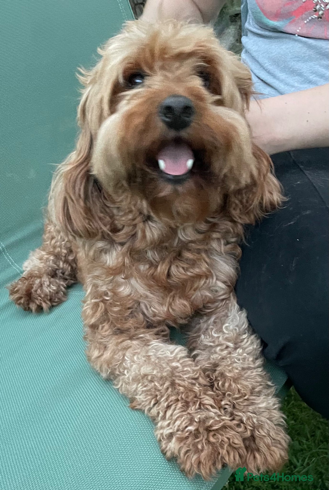 Cavapoo dogs for stud: Stud  - Advert 4