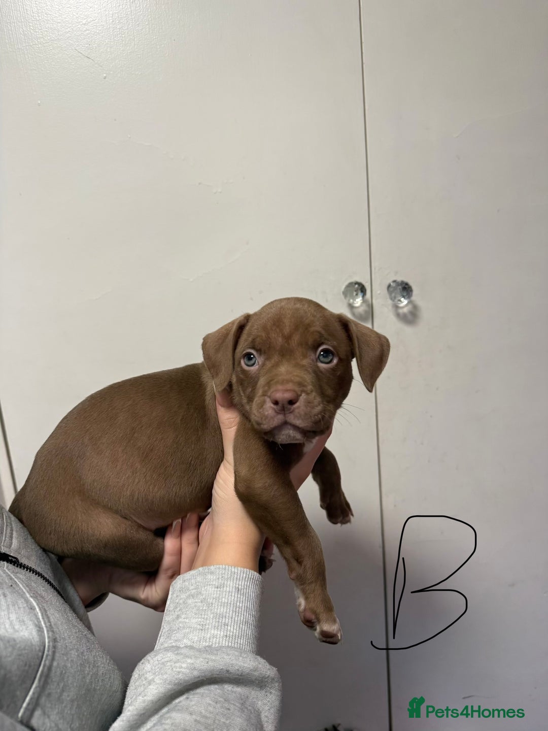 American Bully dogs for sale: Pocket x standard American bully - Advert 10