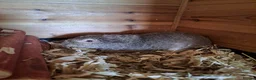 Guinea Pig rodents for sale: Gorgeous guinea pigs looking for their new homes - Advert 4