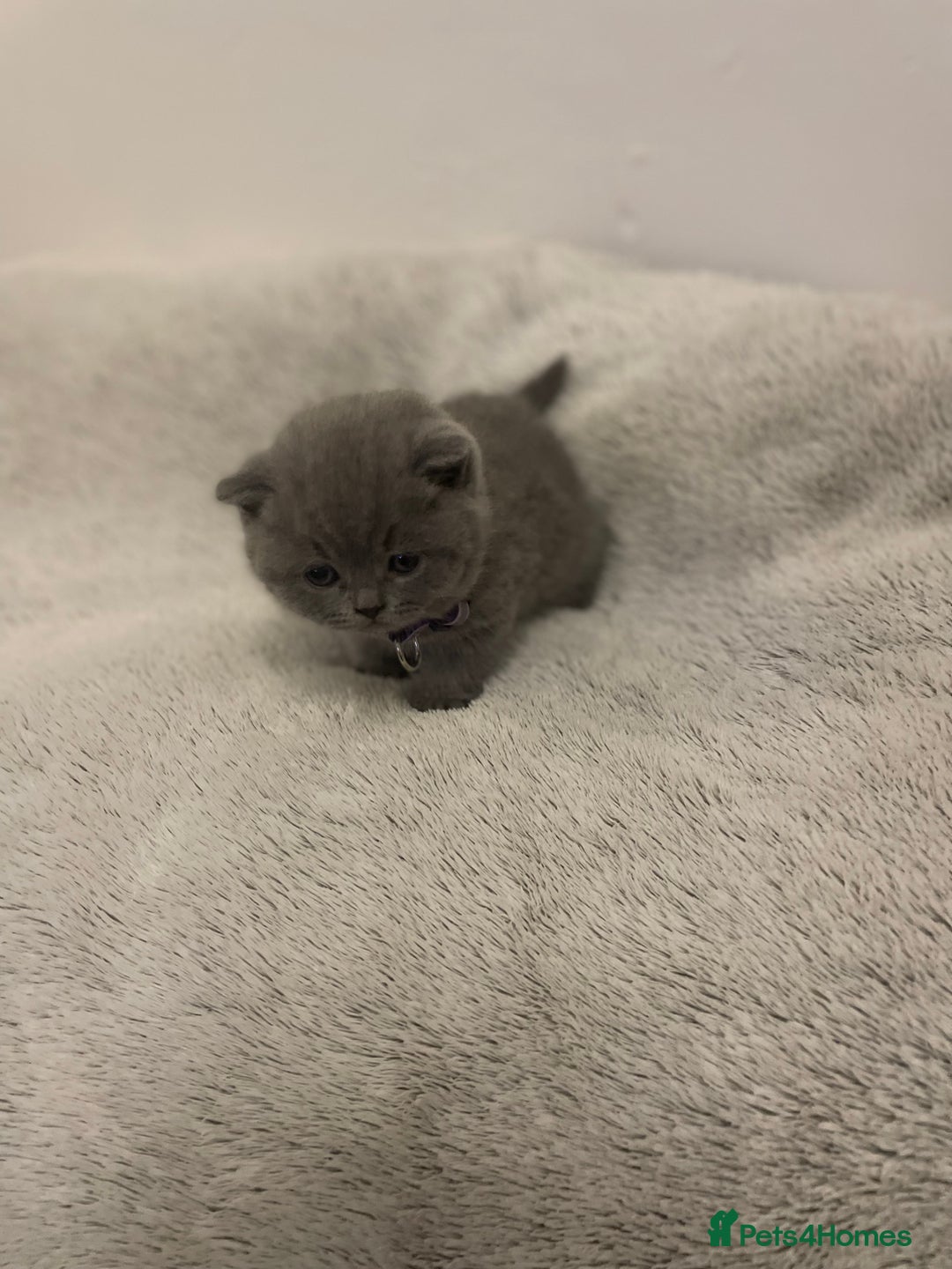 British Shorthair cats for sale: Stunning pure bred BSH kittens - Advert 11
