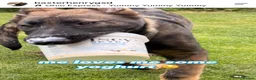 German Shepherd dogs for sale: Dm clear German shepherd pups born on the 19th sep - Advert 19