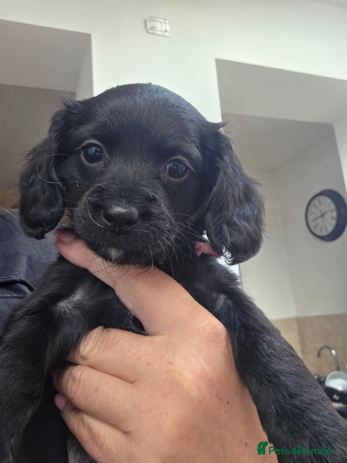 Mixed Breed dogs Corkie pups - Advert 1