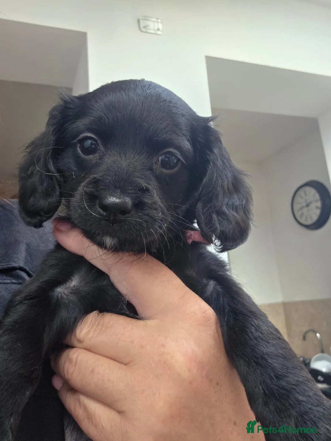 Mixed Breed dogs for sale: Corkie pups - Advert 2