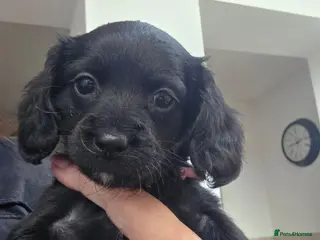 Mixed Breed dogs Corkie pups - Advert 1