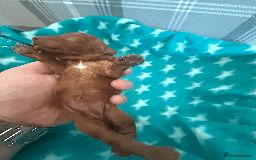 Labradoodle dogs for sale: Miniature Labradoodle F1BB Puppies - Image 8