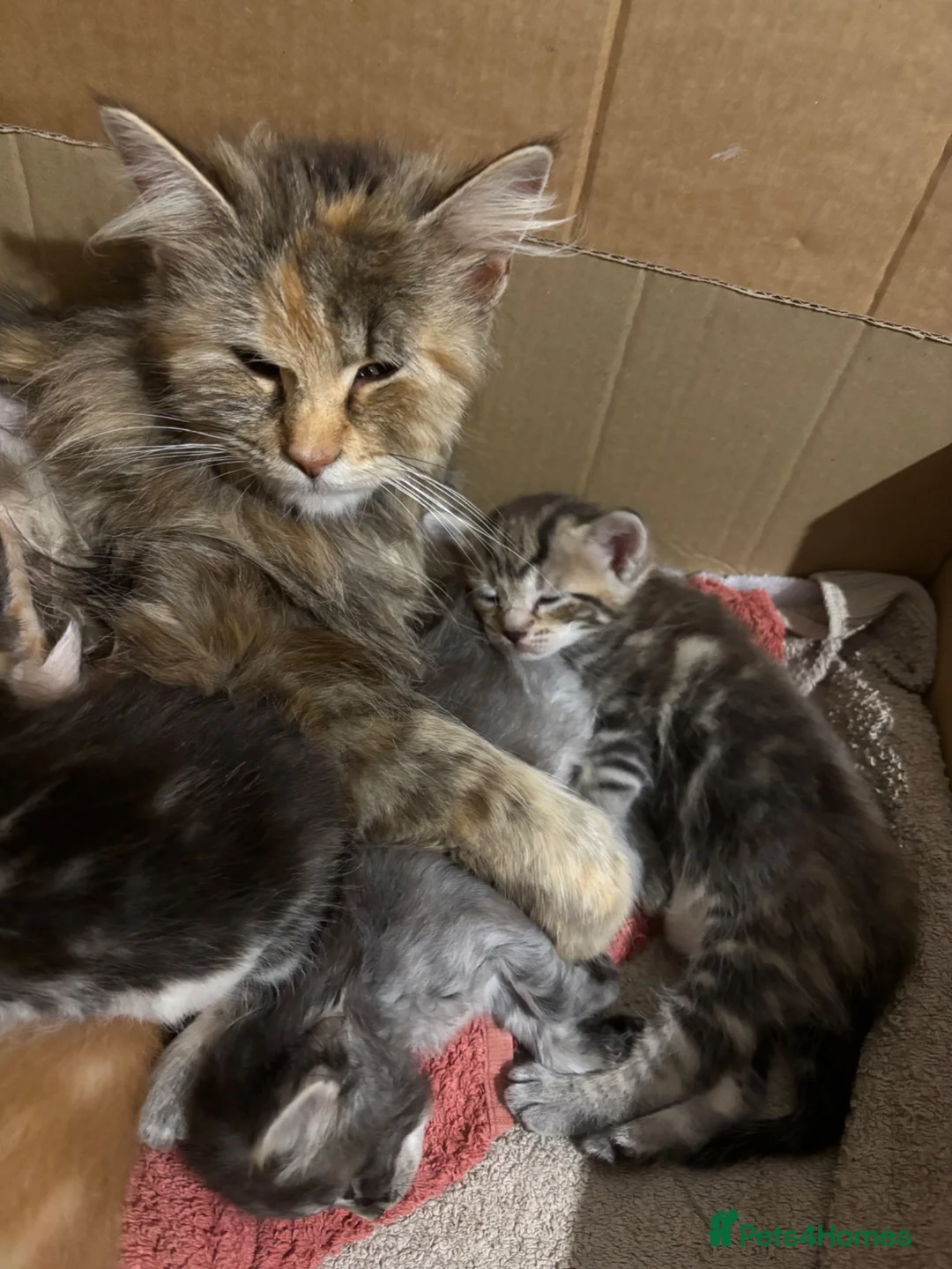 Ragdoll cats for sale: Lovely Kittens - Advert 15