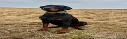 Dobermann dogs for sale: KC registered exclusive Dobermann puppies  in Wickford - Advert 31