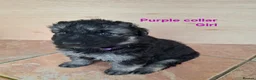 German Shepherd dogs for sale: K.C german shepherd puppies - Advert 4