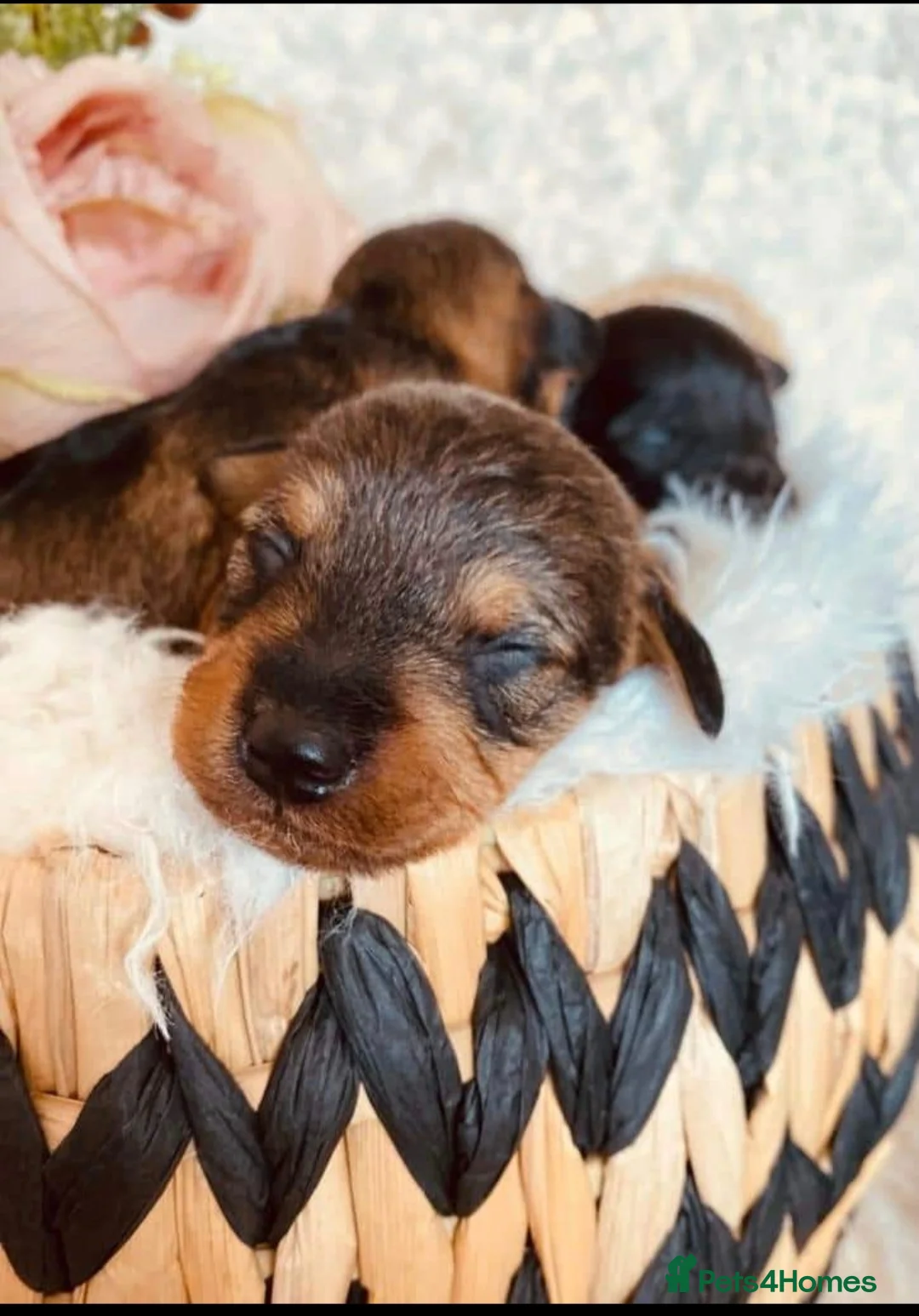 Miniature Poodle dogs for stud: Red Miniature Poodle Stud package Available  in Southampton - Advert 19