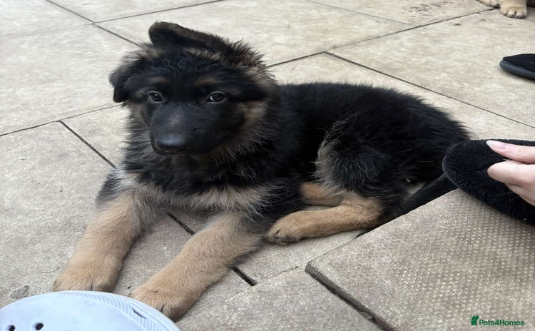 German Shepherd dogs - Advert 5