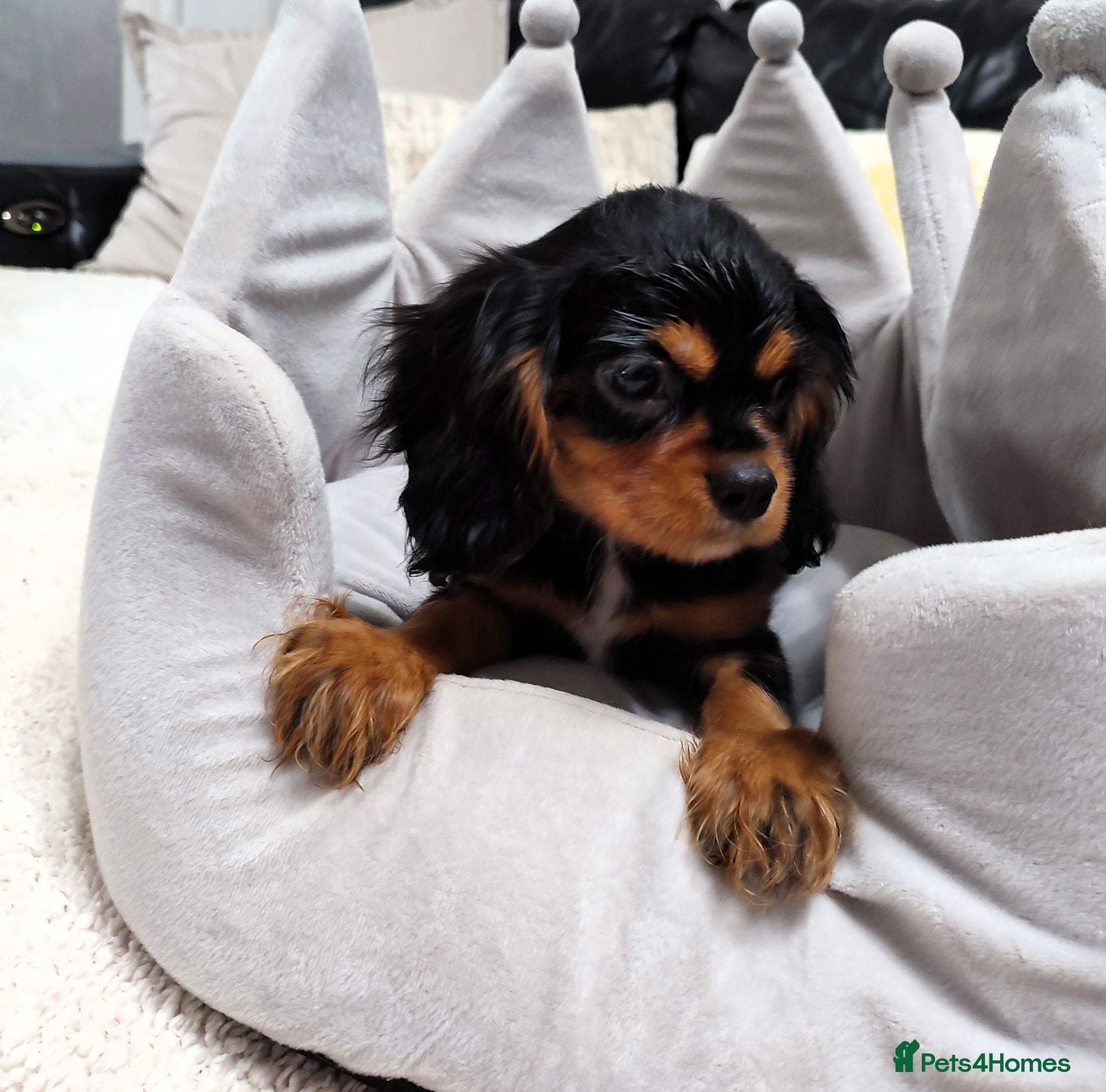 Cavalier King Charles Spaniel dogs Adorable Cavalier Puppies Ready to Leave - Advert 2