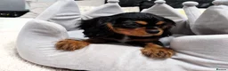 Cavalier King Charles Spaniel dogs for sale: Adorable Cavalier Puppies Ready to Leave - Advert 1
