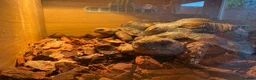 Tortoise reptiles for sale: Red footed female tortoises - Advert 2