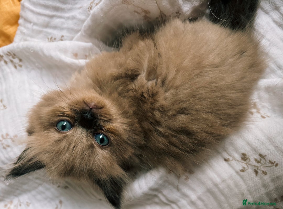 Perdoll cats for sale: Luxury Perdoll Kitten READY NOW  - Advert 4